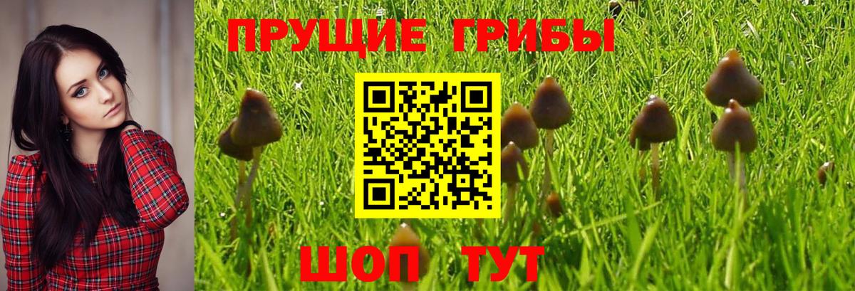 Псилоцибиновые грибы MAGIC MUSHROOMS  Вход с VPN  Белгород 